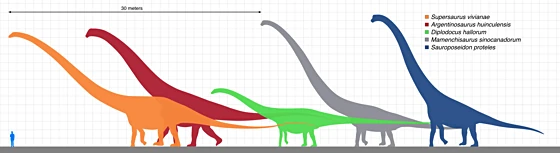 Diagram of giant sauropod sizes