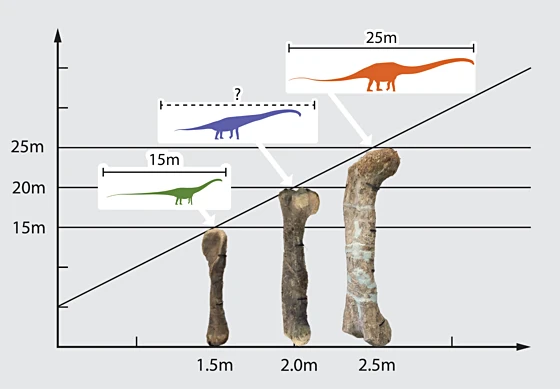Graph illustrating interpolation of sauropod lengths from femur sizes